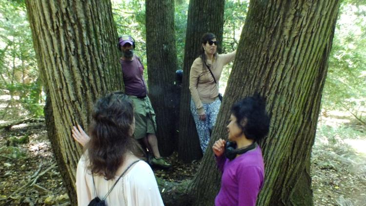 TAC-TIL CHOIR, SAINTE BAUME FOREST